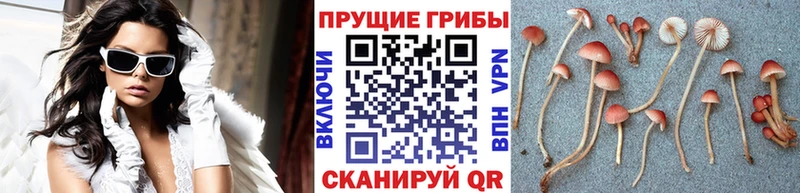 Псилоцибиновые грибы Magic Shrooms ОМГ ОМГ онион Геленджик